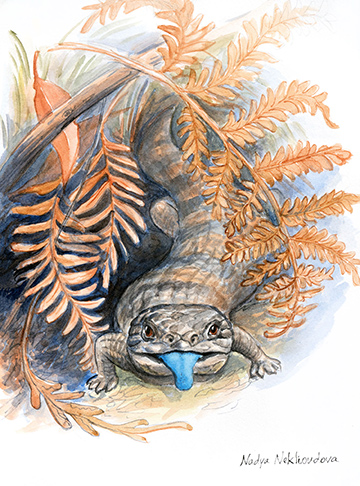 A Bluetongue Lizard emerges from ferny undergrowth, showing his bright blue tongue in this watercolour sketch.