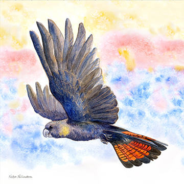 A Glossy Black Cockatoo with wings stretched upwards flies in the air, with a watercolour sunrise background.