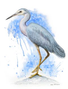 Blue Dream - White-Faced-Heron
