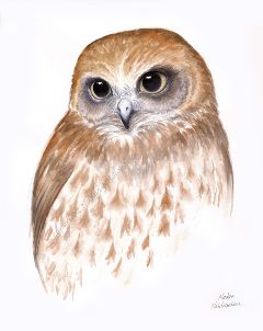 Boobook Owl - A Study