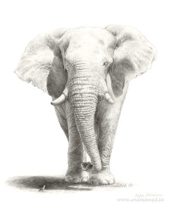 Etosha Namibia African Elephant