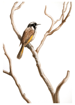 New Holland Honeyeater on a branch