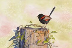 Red-backed Wren sitting on a post