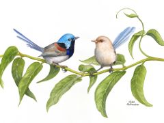 Variegated Fairy Wrens male and female